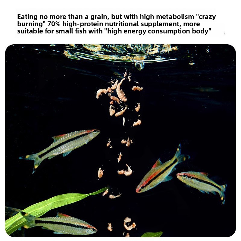 Yee Krill & Baby Shrimp Alimen - Dry Food Baby reseña y precio